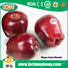 2015 Nuevo Red Delicious Apples Precio